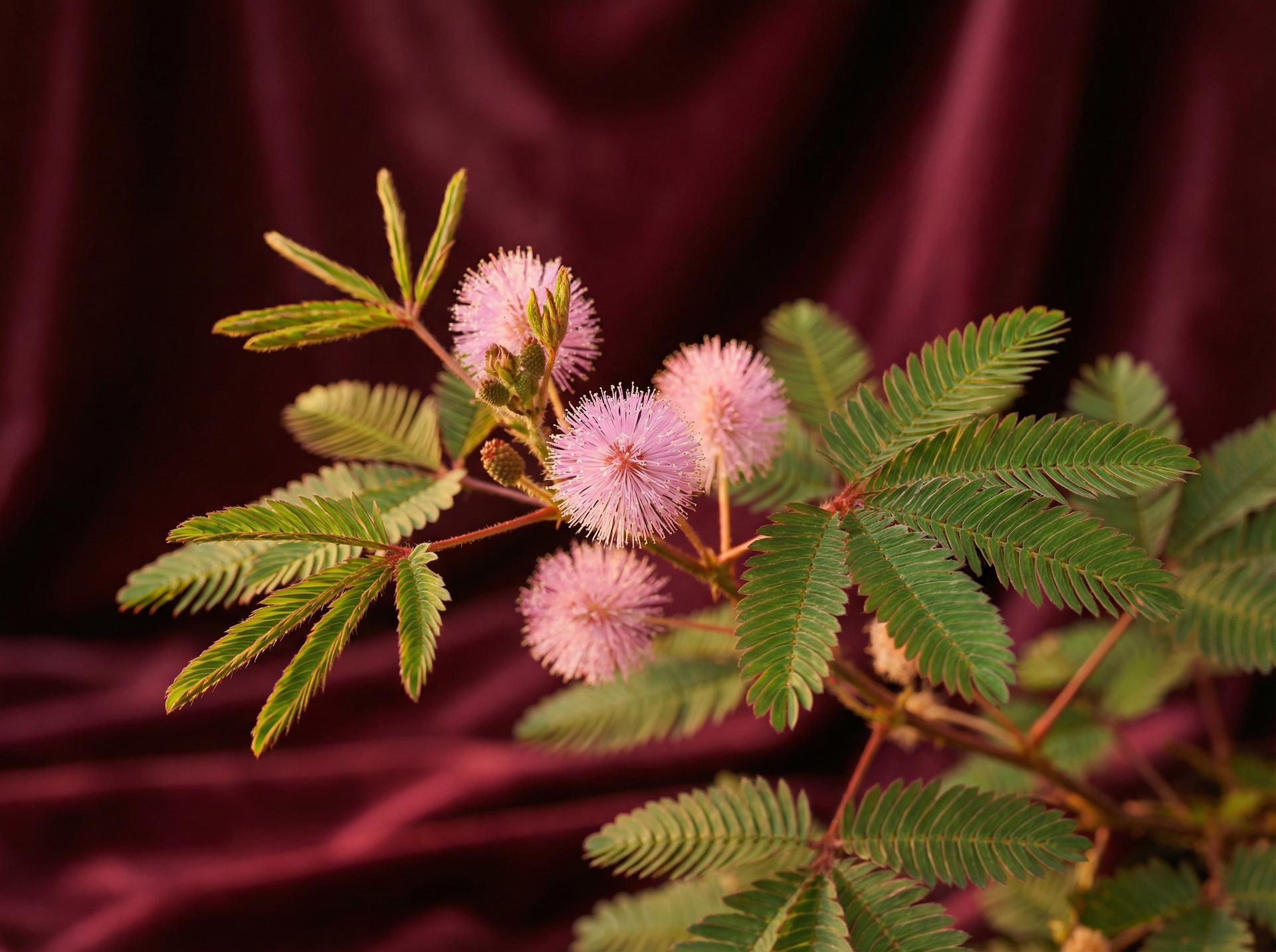 茄子视频植物视频 - 含羞草养护视频教程
